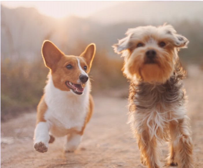 Happy dogs at We Care Pet Clinic